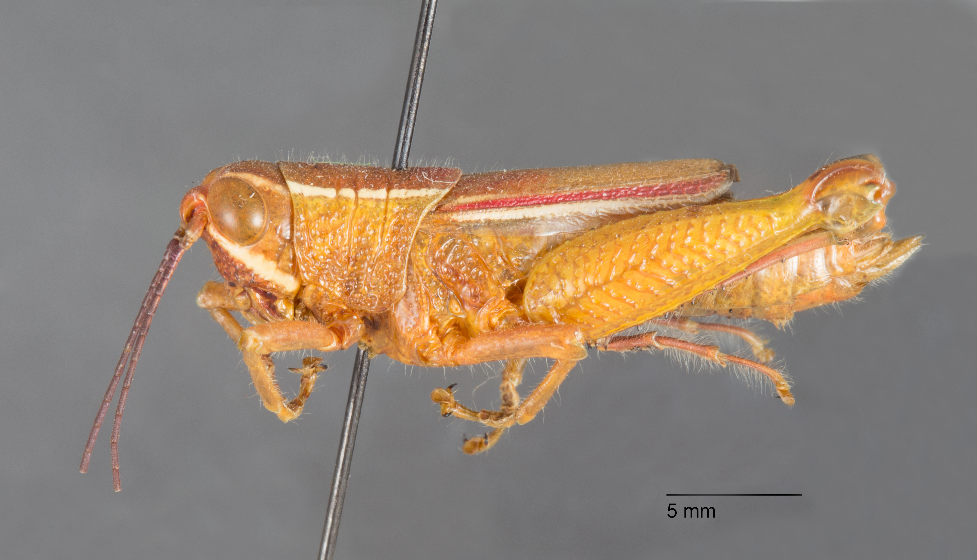 CollectionObject 1523859; f1fb949c-fb2f-4c5b-b766-f63323a43fd2: female, lateral view (holotype). (CollectionObject).