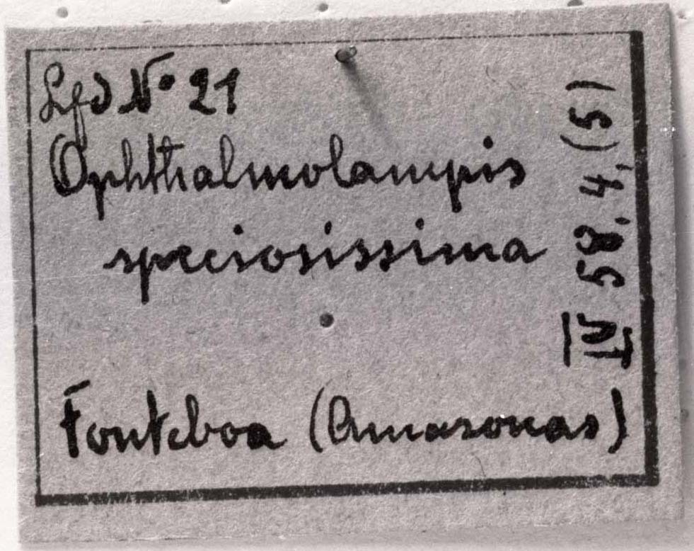 CollectionObject 1506888; e275dd9d-7632-455b-a5b3-32752059de37: label (holotype). (CollectionObject).