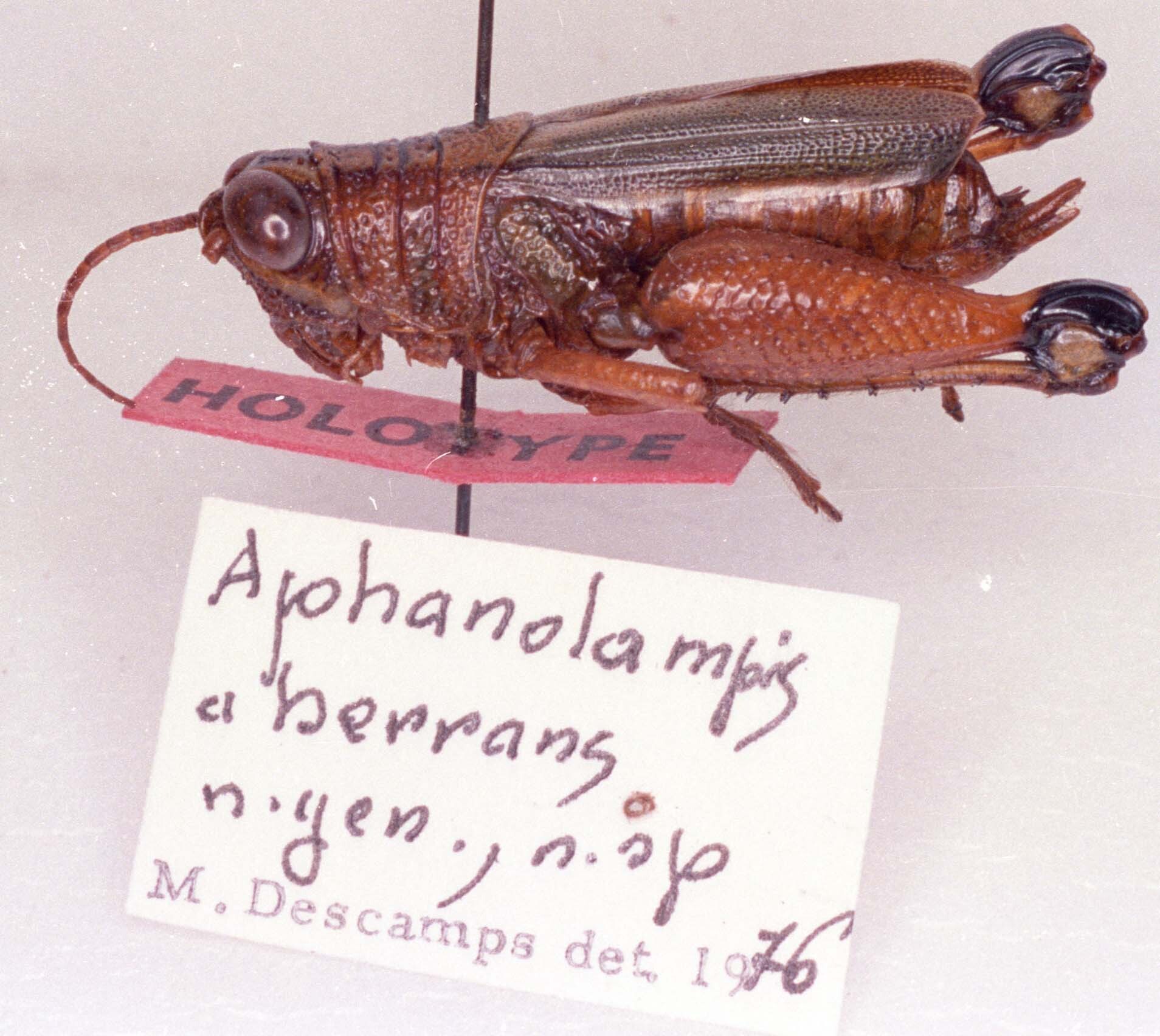 CollectionObject 1523860; a9c9cc4a-b4e8-4f39-9a57-35056dacd8d4: Image Carbonell, C.S. female, lateral view (holotype). (CollectionObject).