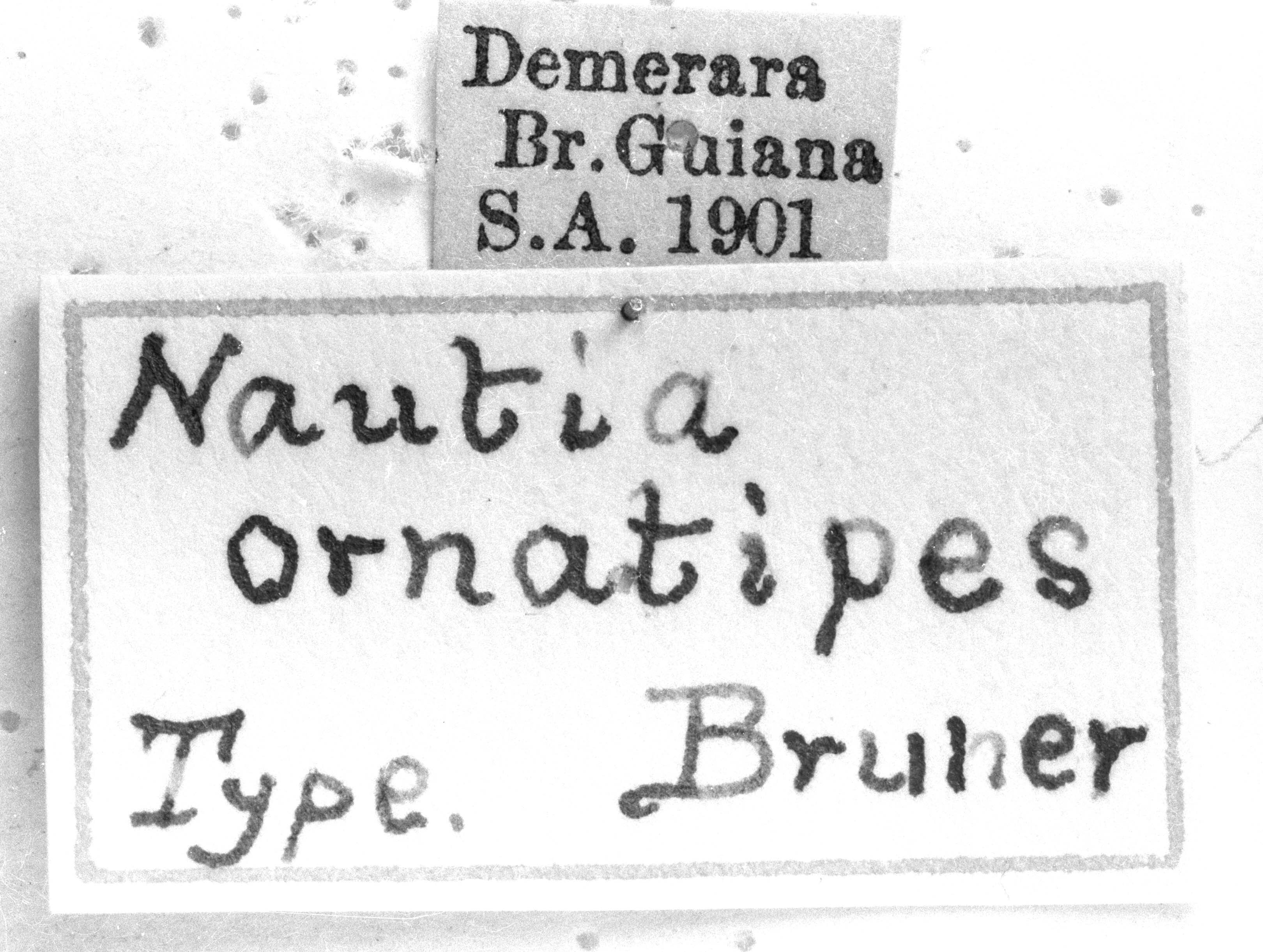 CollectionObject 1521481; 92fb8050-c3b7-4b9d-b41d-a9f9bbf27bb4: Image Carbonell, C.S. labels (holotype). (CollectionObject).