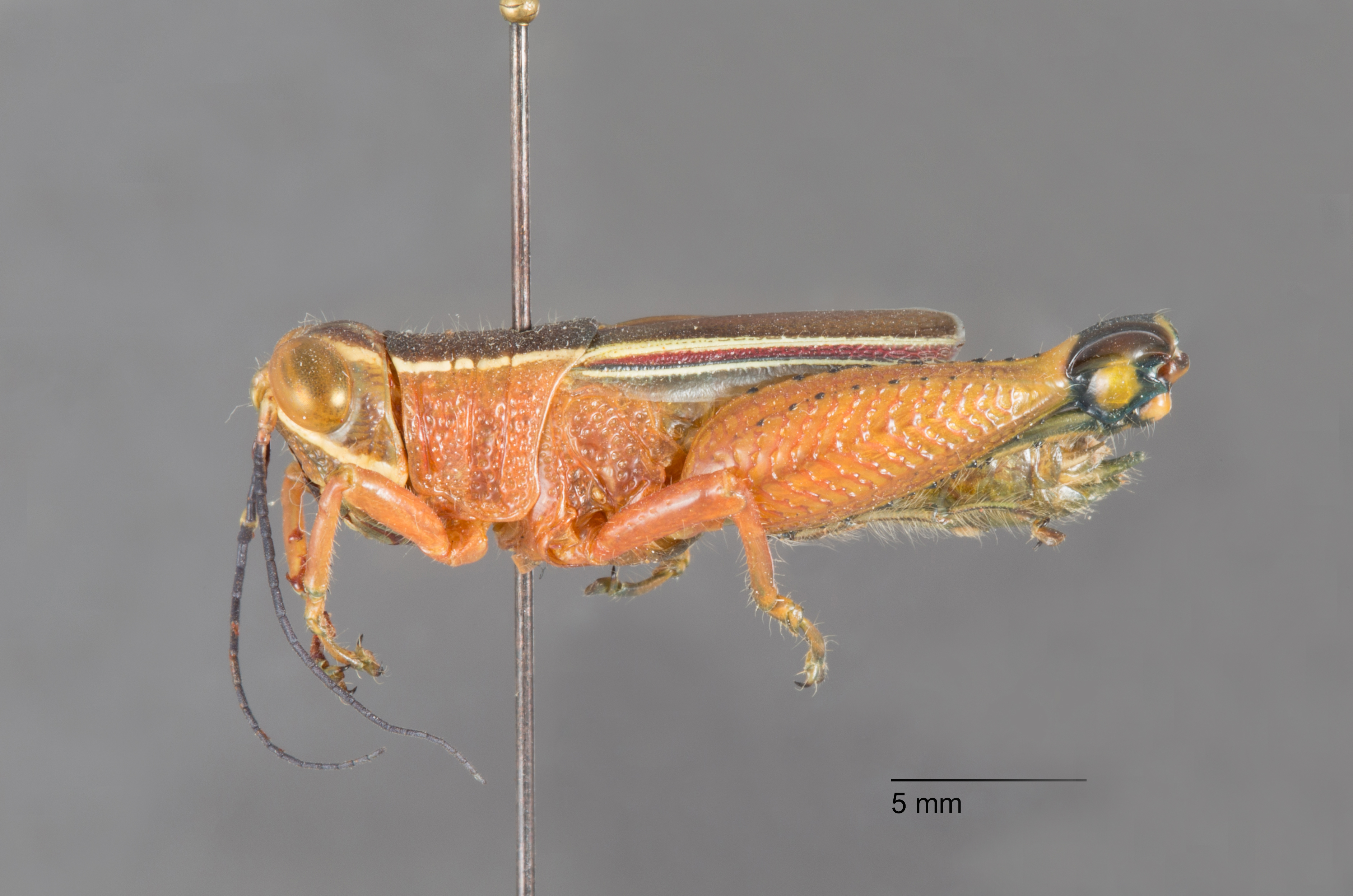 CollectionObject 1523936; 200a535a-1946-462c-9089-1e8c723edcf0: female, lateral view (holotype). (CollectionObject).