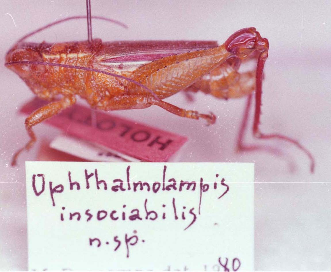 CollectionObject 1527350; 67c24fd1-5082-49a2-918b-8bf3b84dadd4: Image Carbonell, C.S. male, dorso-lateral view (holotype). (CollectionObject).