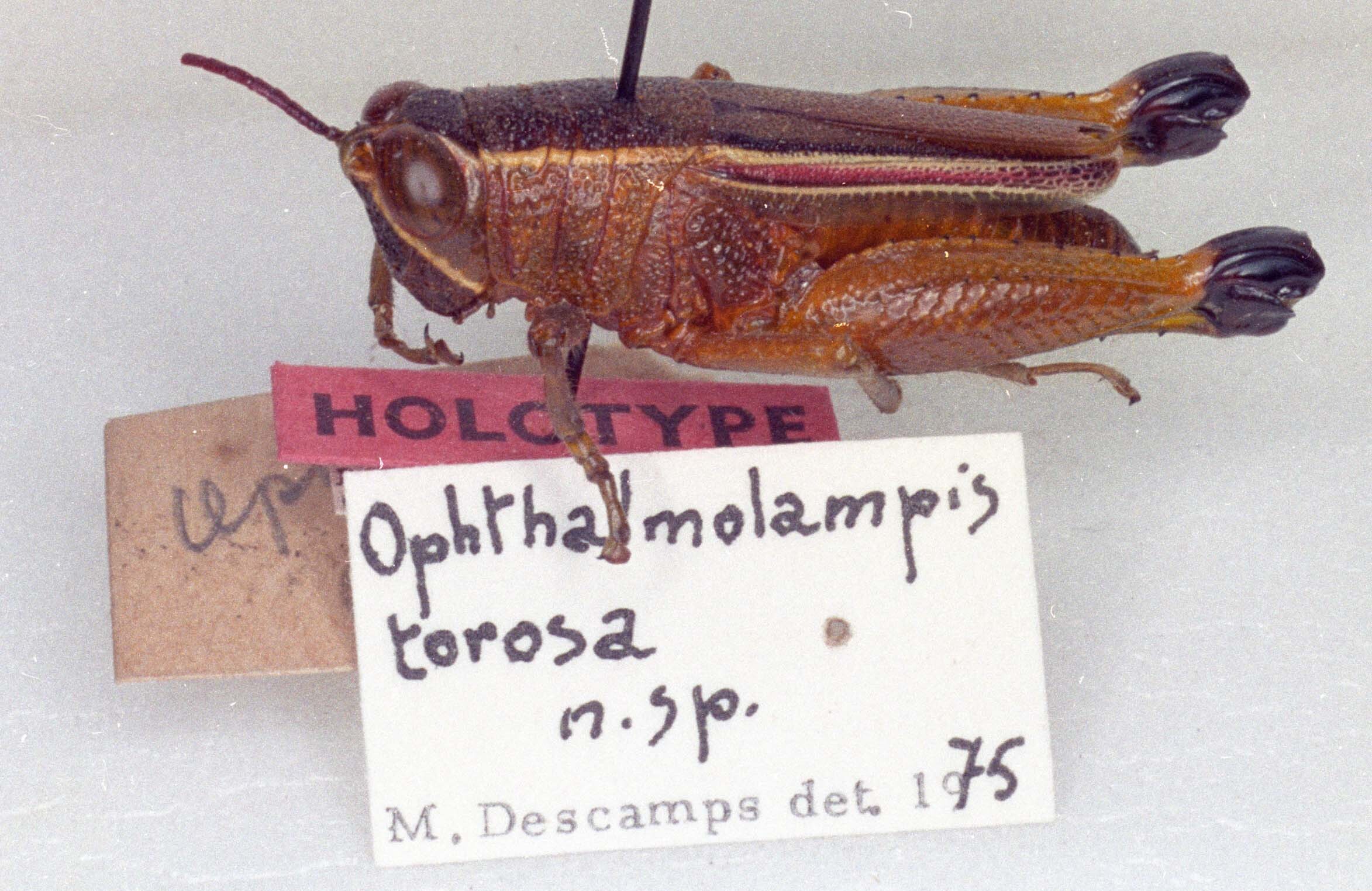 CollectionObject 1523937; e7827892-0785-4aa2-b252-6615fbbbf431: female, lateral view (holotype). (CollectionObject).