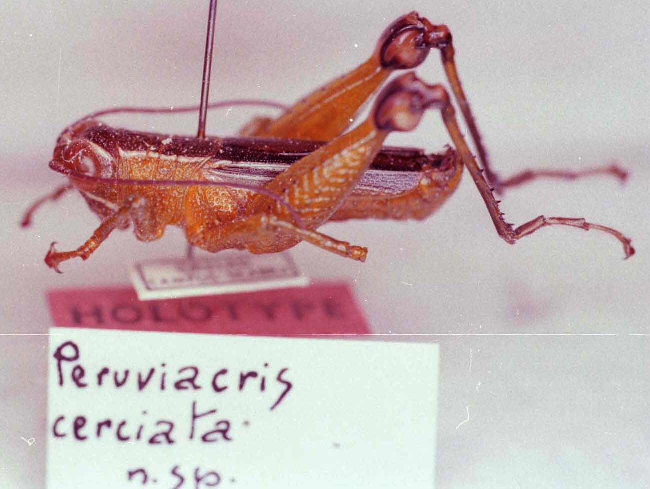 CollectionObject 1527327; 72ecf1c3-1fa2-4427-9b01-283e531db317: Image Carbonell, C.S. male, lateral view (holotype). (CollectionObject).