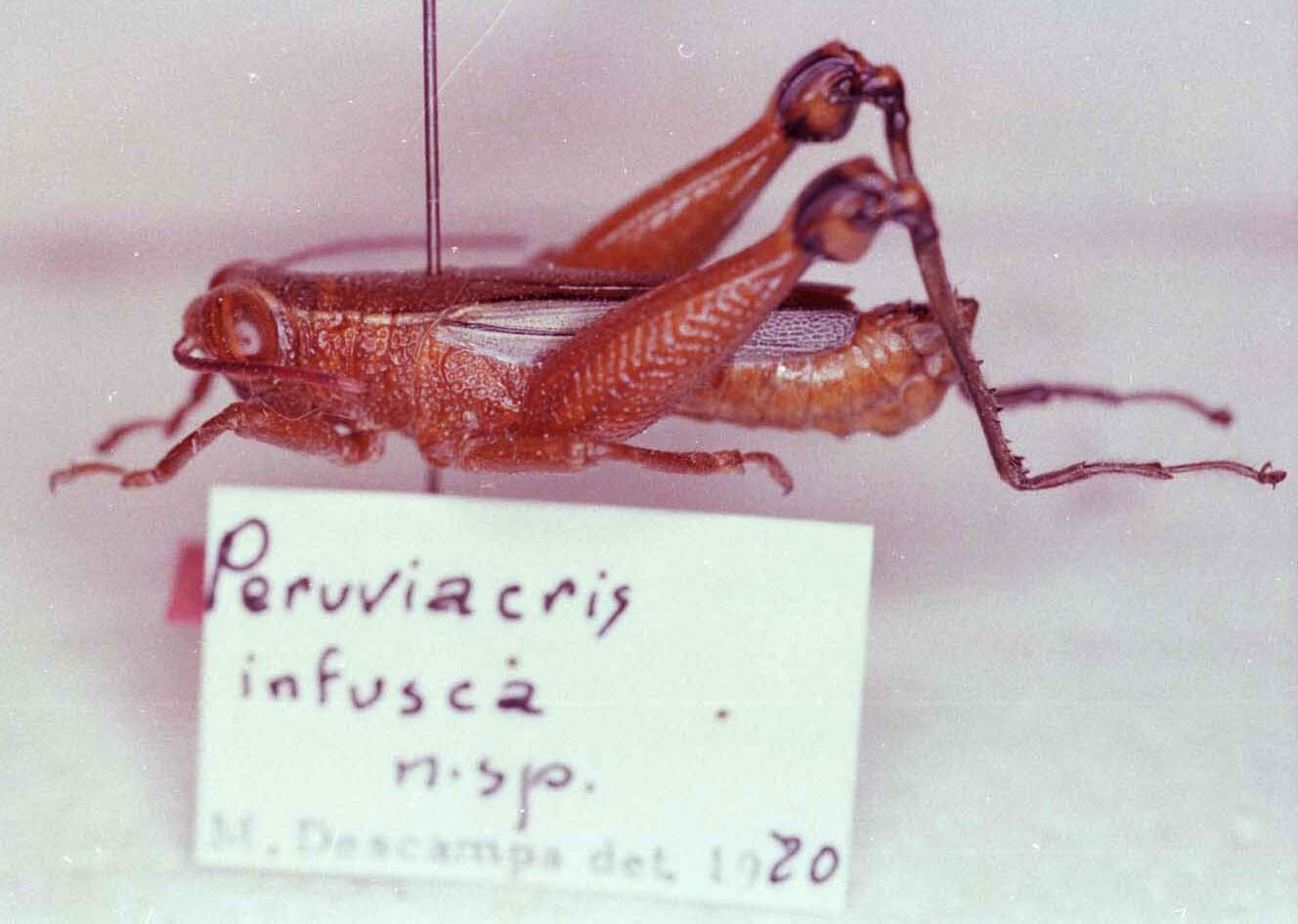 Peruviacris infusca Descamps, 1983: Image Carbonell, C.S. male. (Otu).