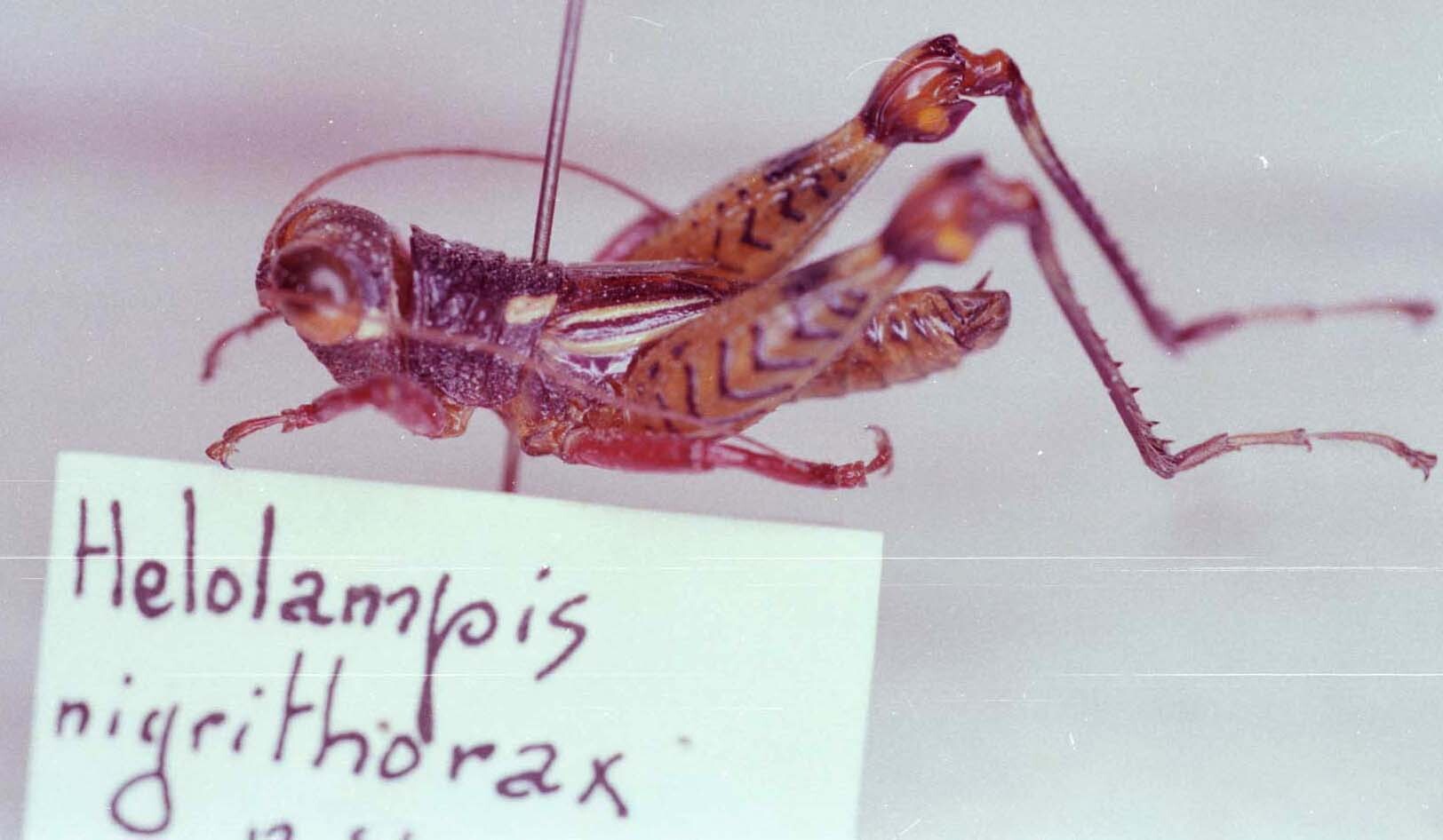 Helolampis nigrithorax Descamps, 1983: Image Carbonell, C.S. Male, holotype. (Otu).