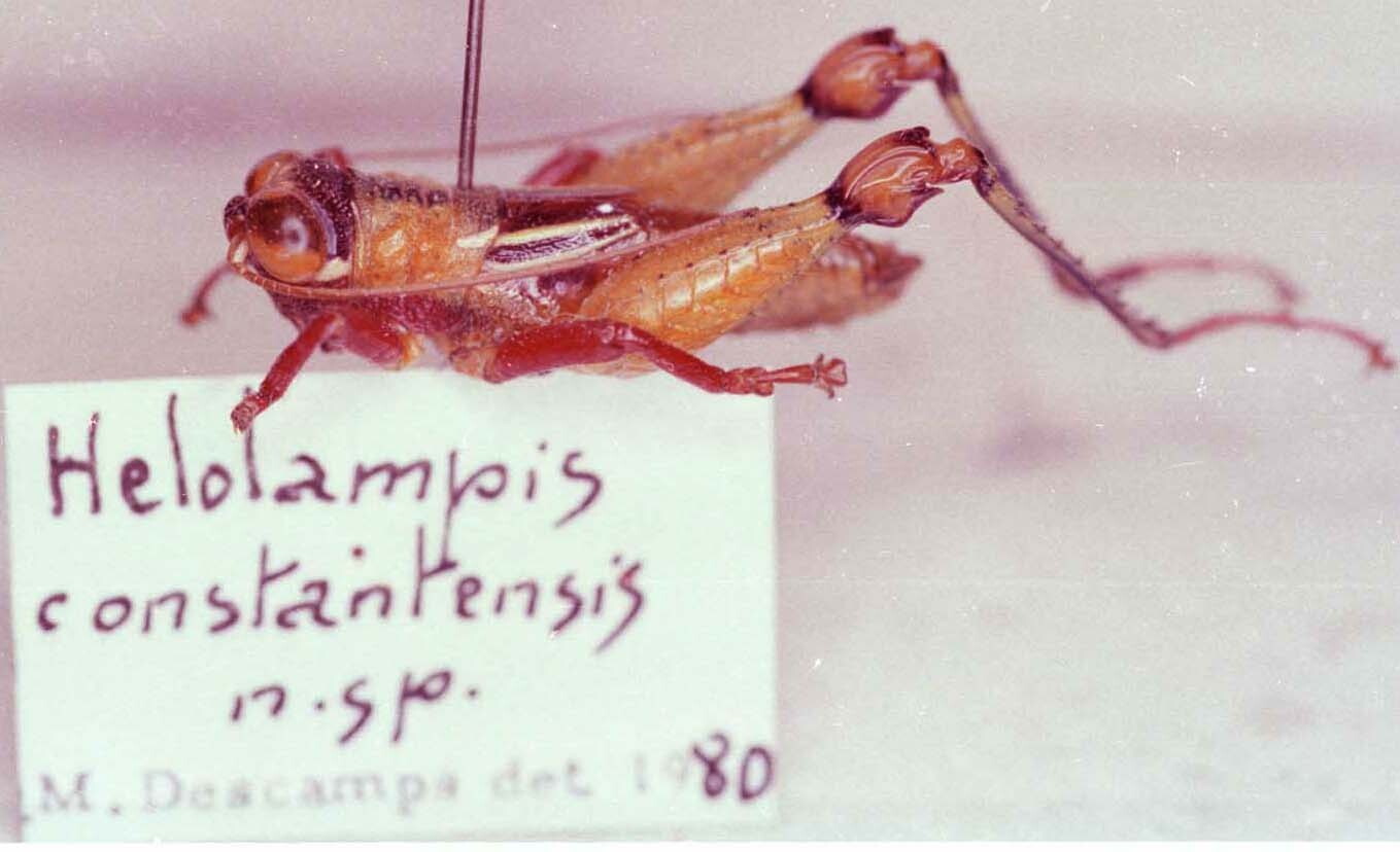 CollectionObject 1527312; 7df950db-5d07-4d79-bfc5-606146fe799a: Image Carbonell, C.S. male, lateral view (holotype). (CollectionObject).