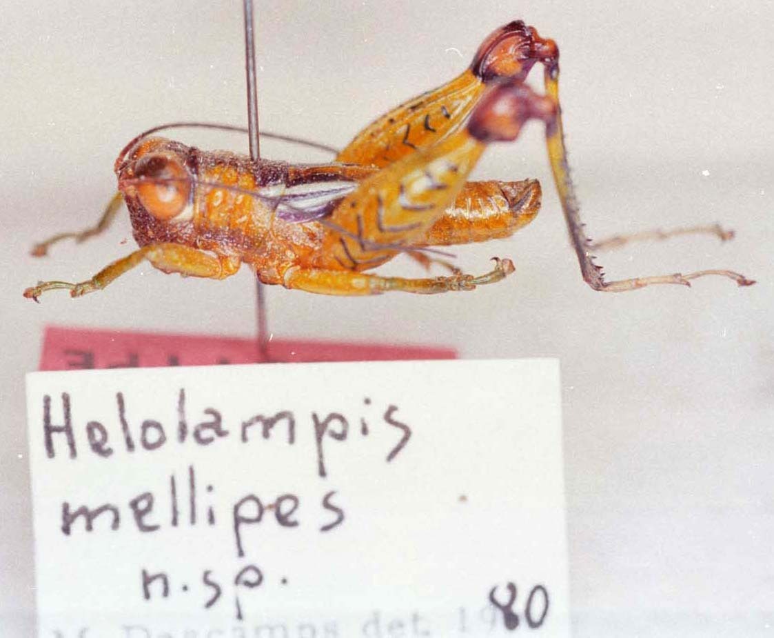 Helolampis mellipes Descamps, 1983: Image Carbonell, C.S. male, lateral view (holotype). (Otu).