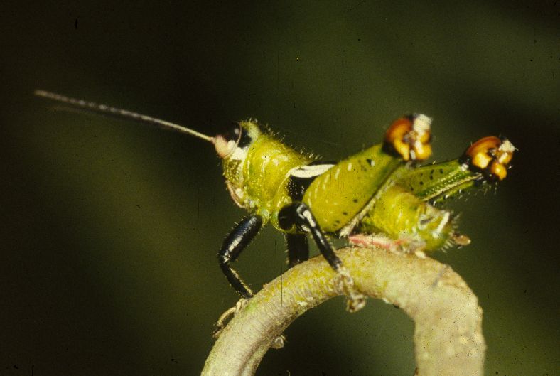 Helolampis nigriceps Descamps, 1983: Helolampis nigriceps (Bactrophorinae): Typical arboreal grasshopper with protuberant eyes, long tarsi and coloured knees. The eye is divided into an upper, darkly pigmented and a lower, reddish half which could be an adaptation to light conditions in the canopy San Pablo (Ecuador), 1985. (Otu).