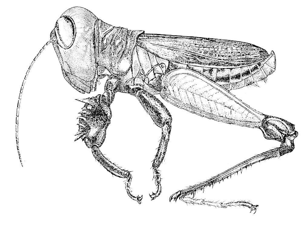 Poulainiella gladiator (Descamps & Amédégnato, 1971): Fig. 1. male, habitus. (Otu).