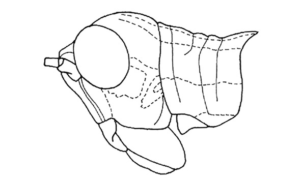 Megacheilacris graminicola (Descamps & Amédégnato, 1971): Fig. 93. male, head and pronotum, lateral view. (Otu).