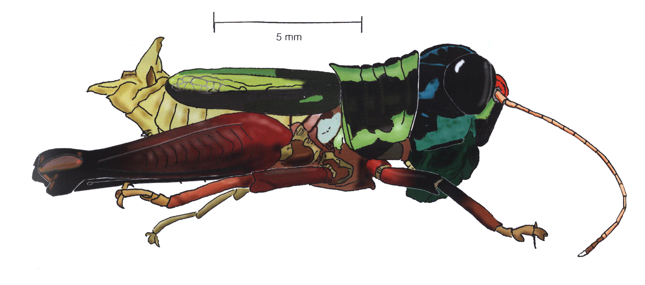 Megacheilacris megacephala (Bruner, 1907): female, lateral view. (Otu).