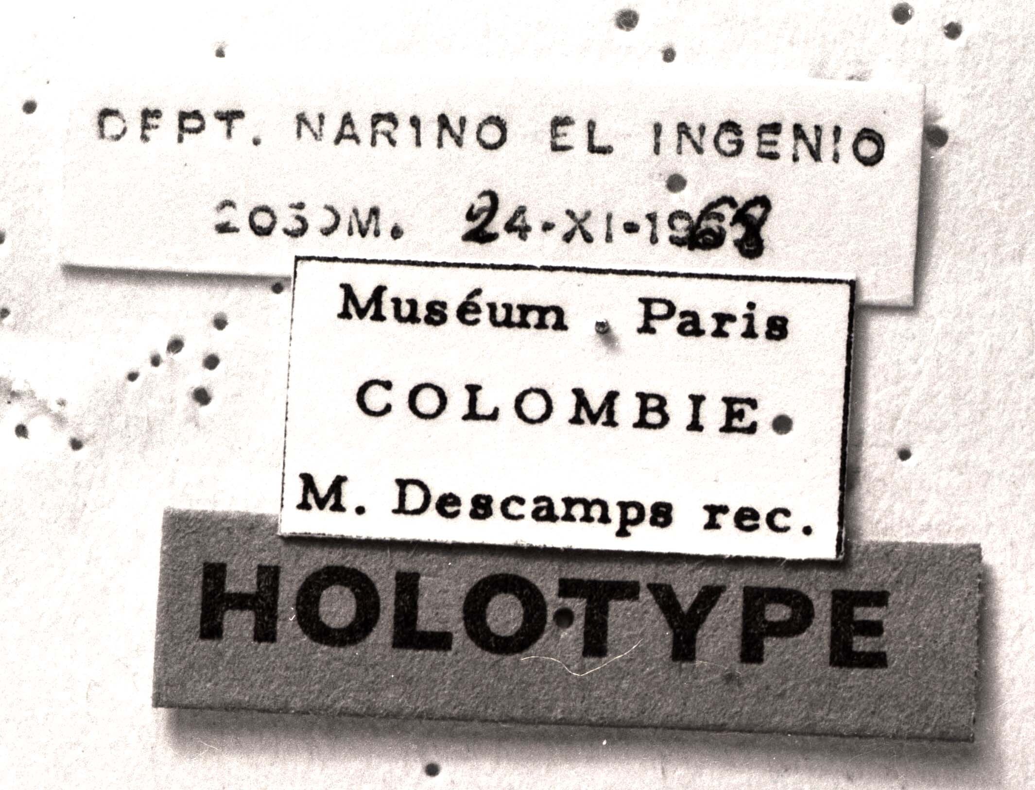 CollectionObject 1540807; e1730844-f505-4119-a211-f2a4f705399a, MNHN-EO-CAELIF1177: Image Carbonell, C.S. labels (holotype). (CollectionObject).