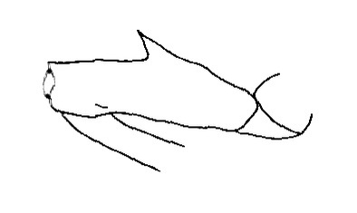 Taeniophora acanthopus (Gerstaecker, 1873): Fig. 41. forefemur, lateral view. (Otu).