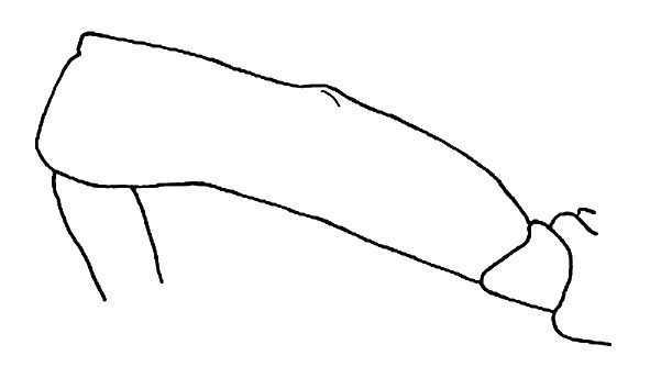 Taeniophora carinipes (Gerstaecker, 1873): Fig. 5. mid femur, lateral view. (Otu).
