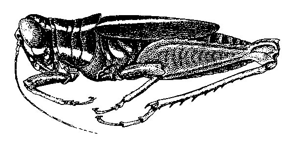 Taeniophora chocoensis Hebard, 1923: Pl. 10, Fig. 5 (after type). female, lateral view (body length 21.7 mm). (Otu).