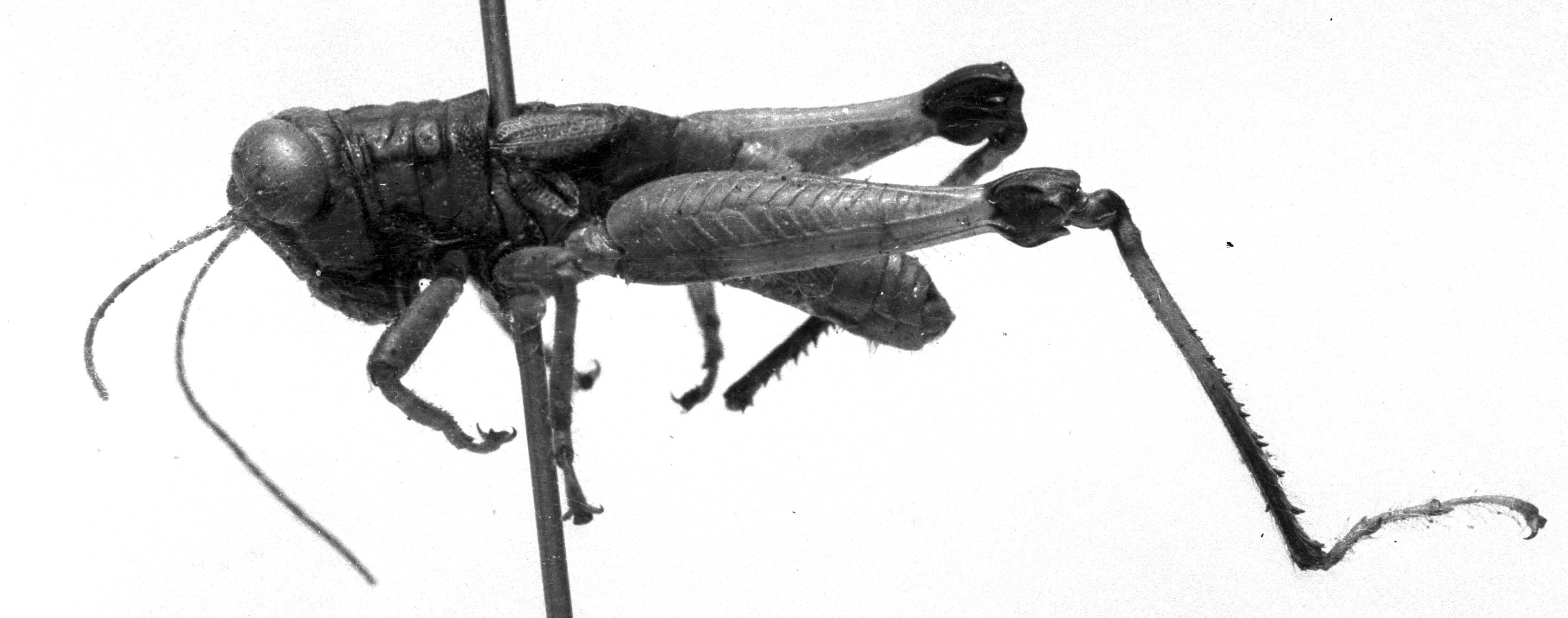 CollectionObject 1530120; af29e57a-6062-43af-92a5-403d56adedb4: Image Carbonell, C.S. male, lateral view (holotype). (CollectionObject).