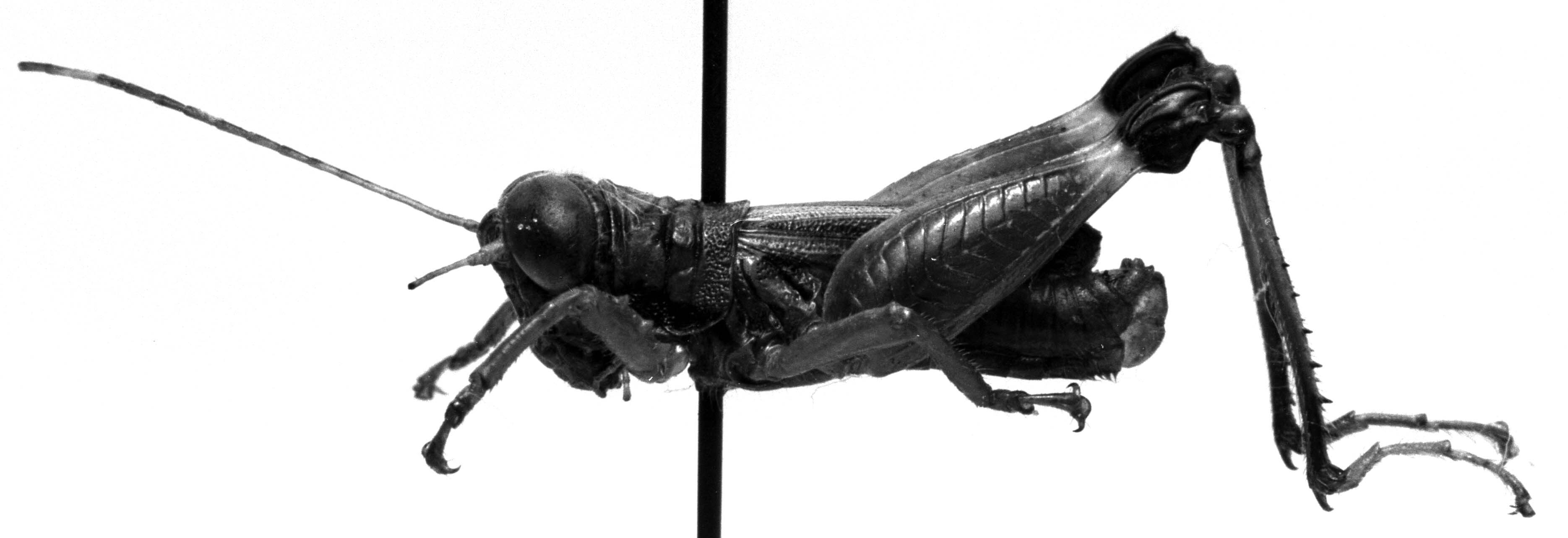 CollectionObject 1540815; 1ec7bdd4-9faa-4bfc-9492-6f864c79933b: Image Carbonell, C.S. male, dorsal view (holotype). (CollectionObject).