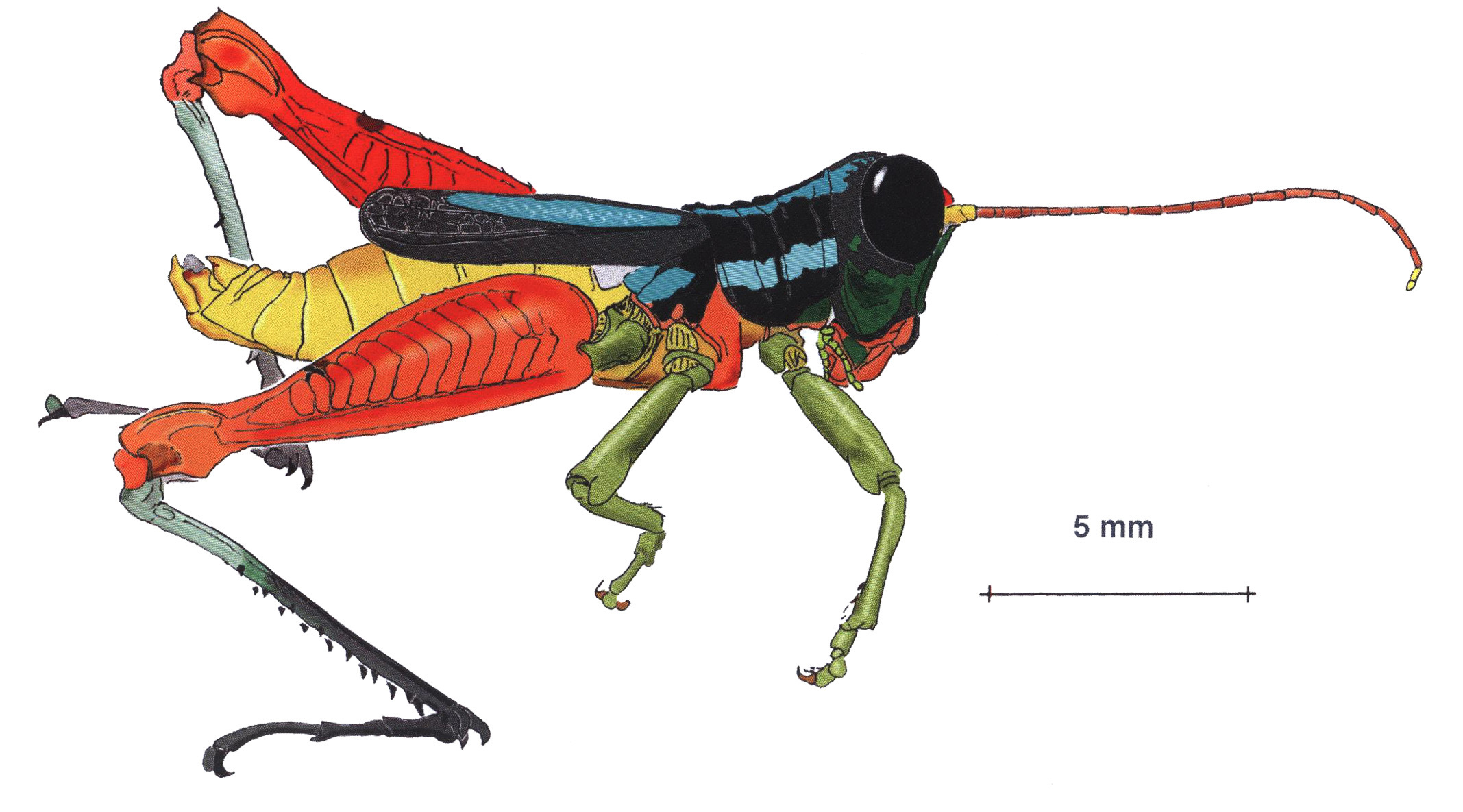 Taeniophora pirrensis Rowell, 2012: male, lateral view. (Otu).