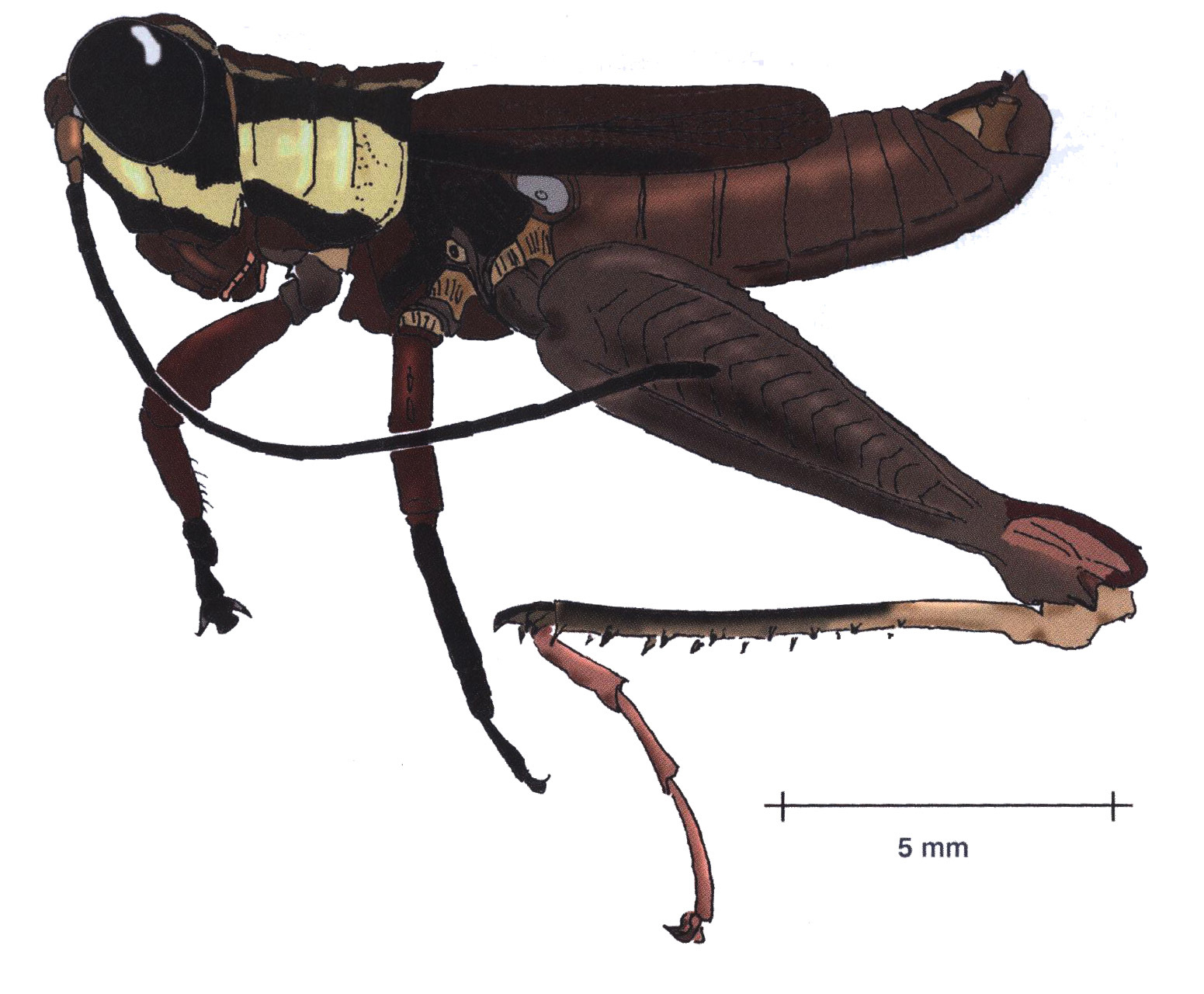 Taeniophora santosi Rowell, 2012: male, lateral view. (Otu).