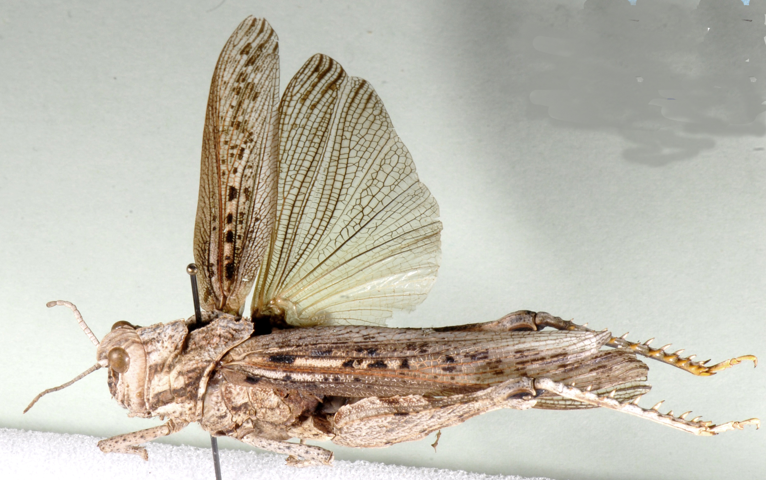 Adephagus cristatus (Burmeister, 1838): dorsal view. (Otu).