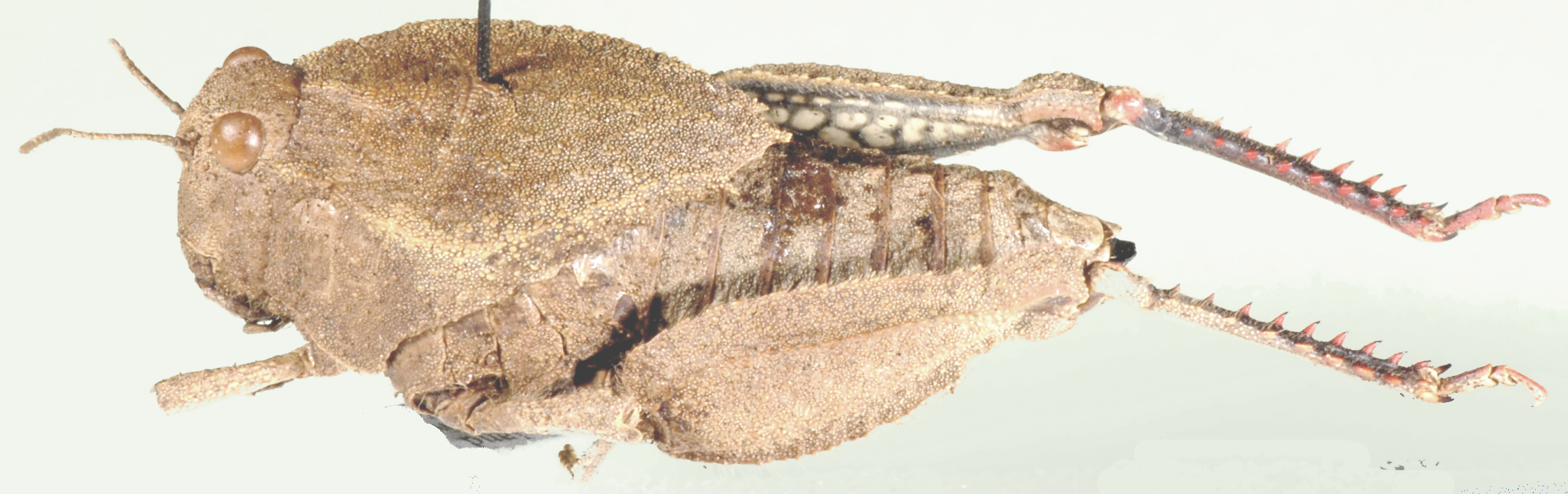Batrachornis hottentotus (Saussure, 1884): lateral view. (Otu).
