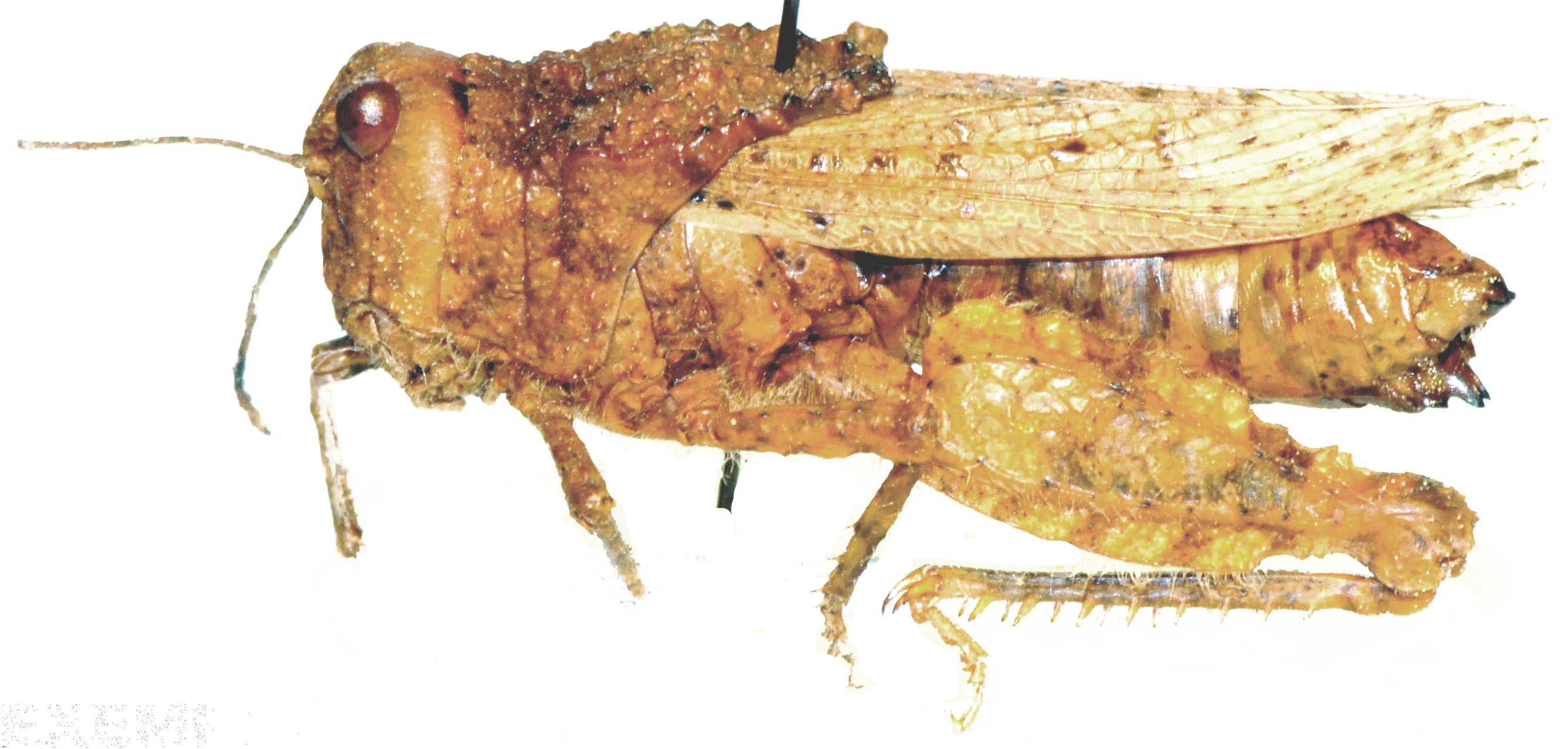 Batrachornis peringueyi Saussure, 1888: female, lateral view. (Otu).