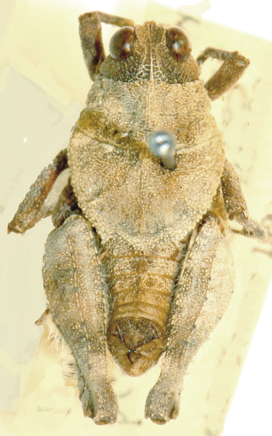 Batrachotetrix pistrinarius Saussure, 1884: dorsal view. (Otu).