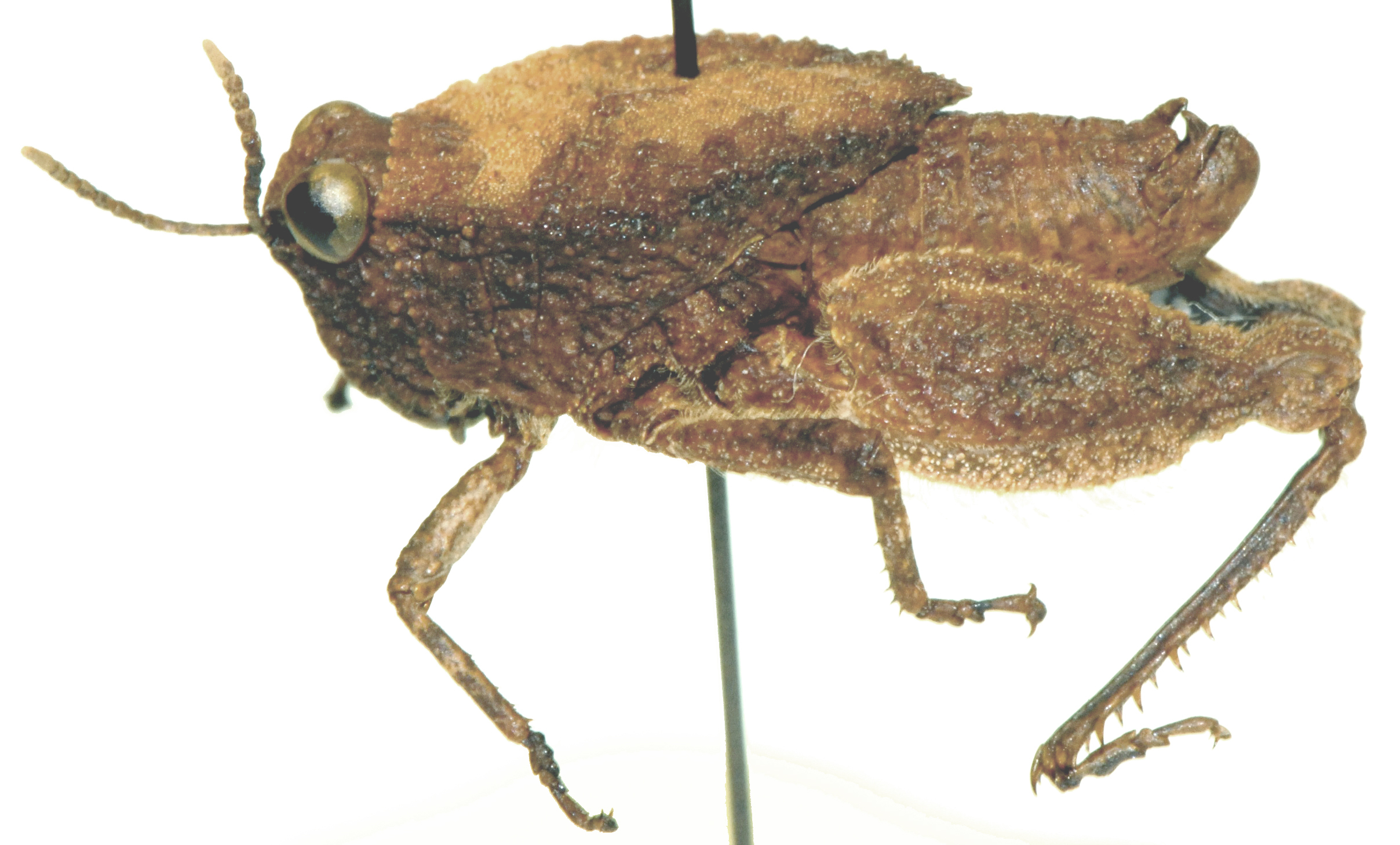 Batrachotetrix stolli Saussure, 1884: male, lateral view. (Otu).