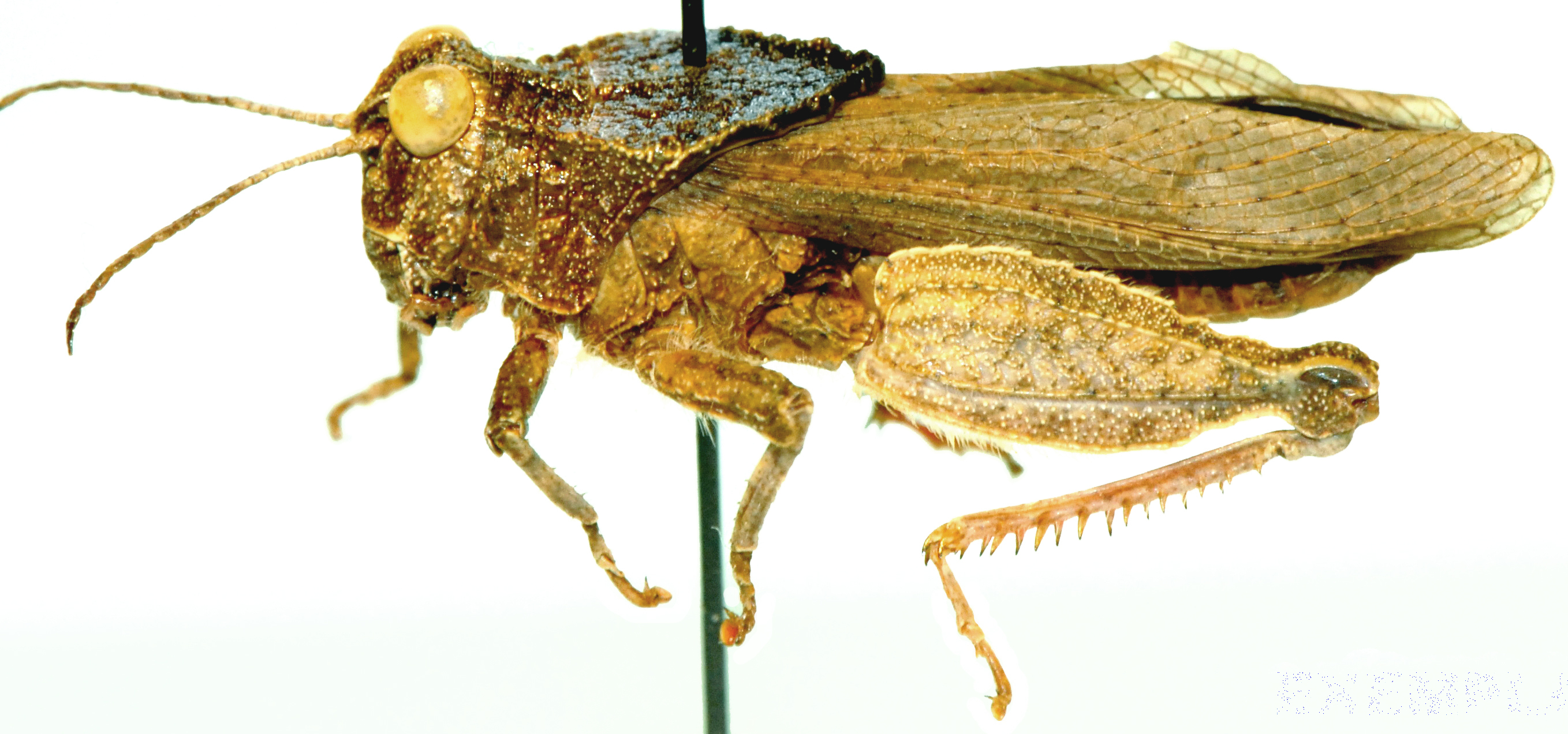 Batrachotetrix braini Uvarov, 1931: lateral view. (Otu).