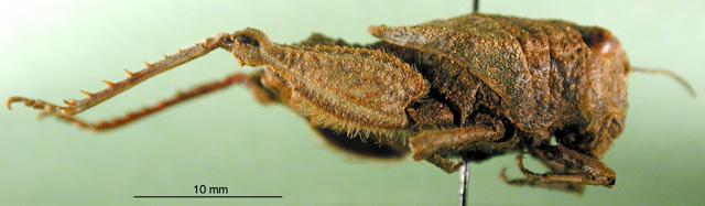 CollectionObject 1501151; db2b7b56-b506-4d29-8db9-d0d4abc27f5b: female, lateral view (syntype). (CollectionObject).