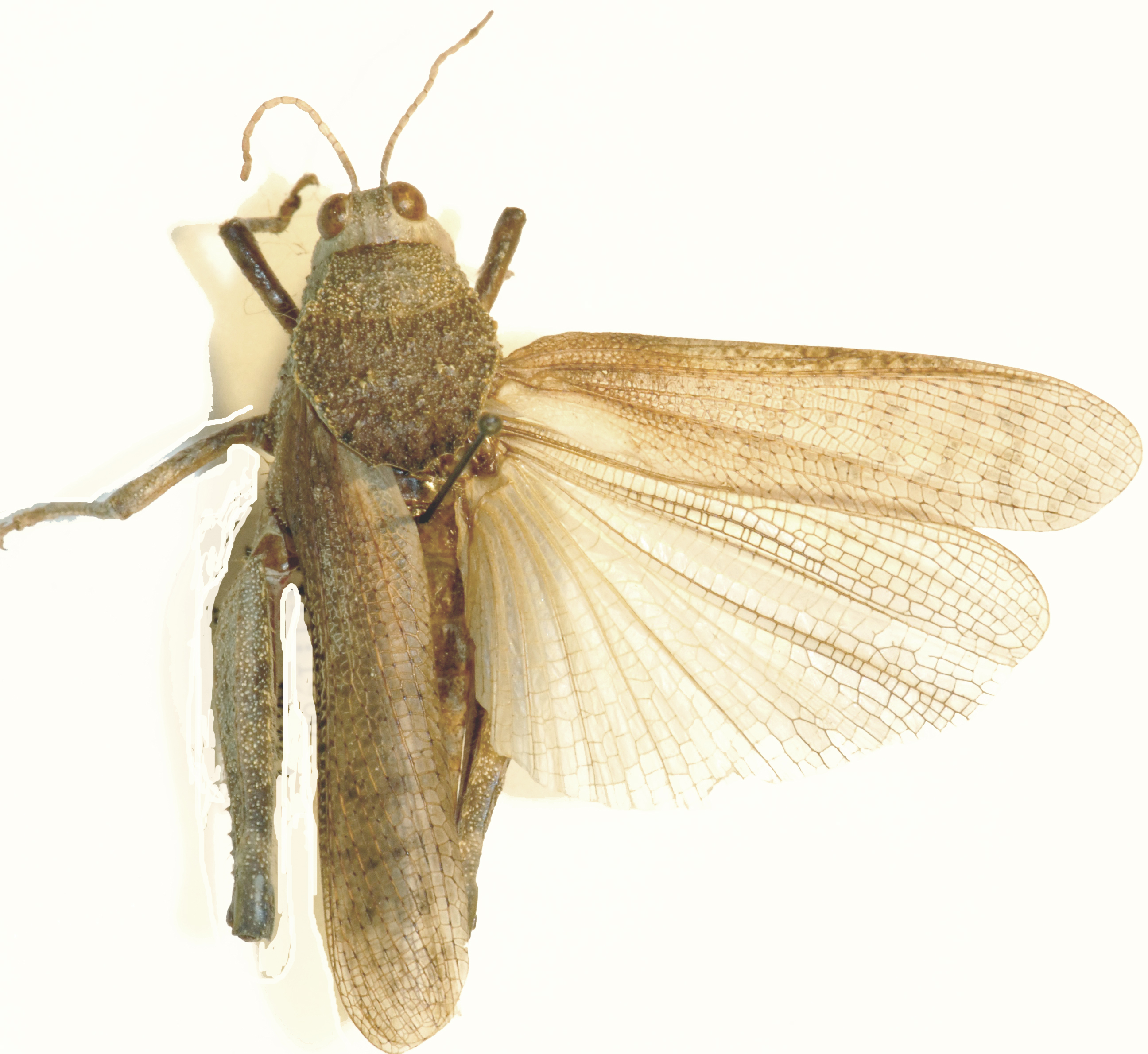 Batrachotetrix cantans Saussure, 1888: dorsal view. (Otu).