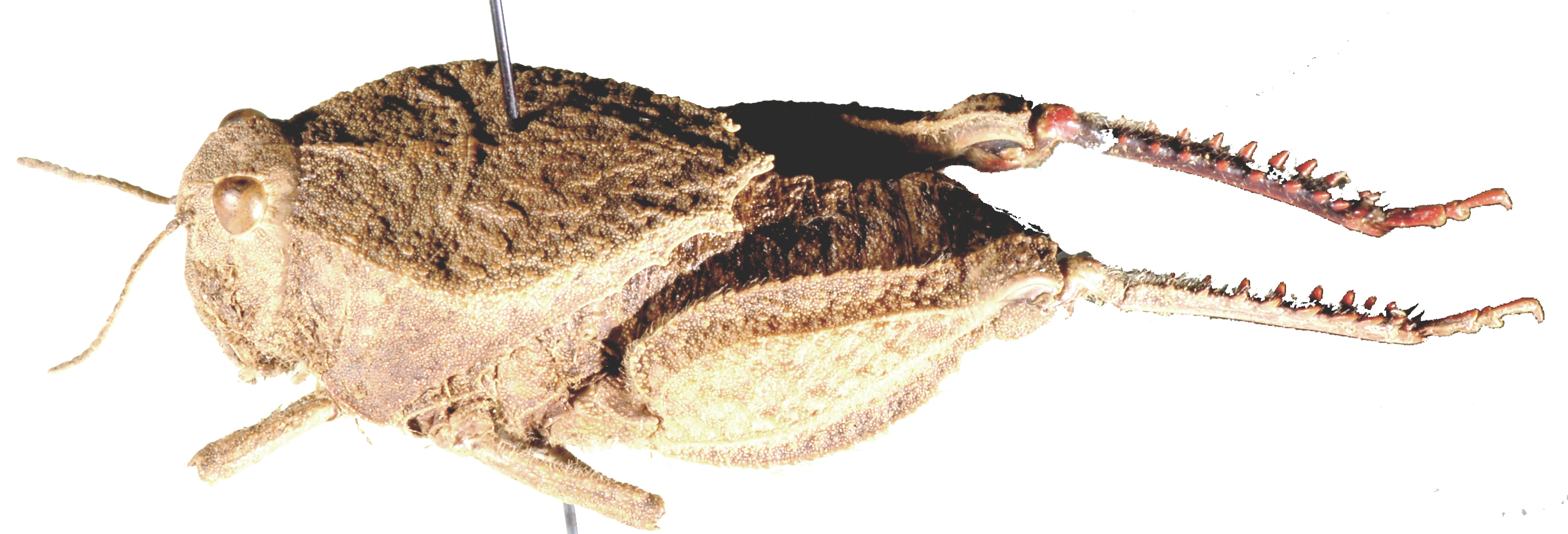 CollectionObject 1501152; 72e3a4c2-13f1-49e0-b223-acf3a72e0f30, MfN 1570: female, dorso-lateral view (holotype). (CollectionObject).