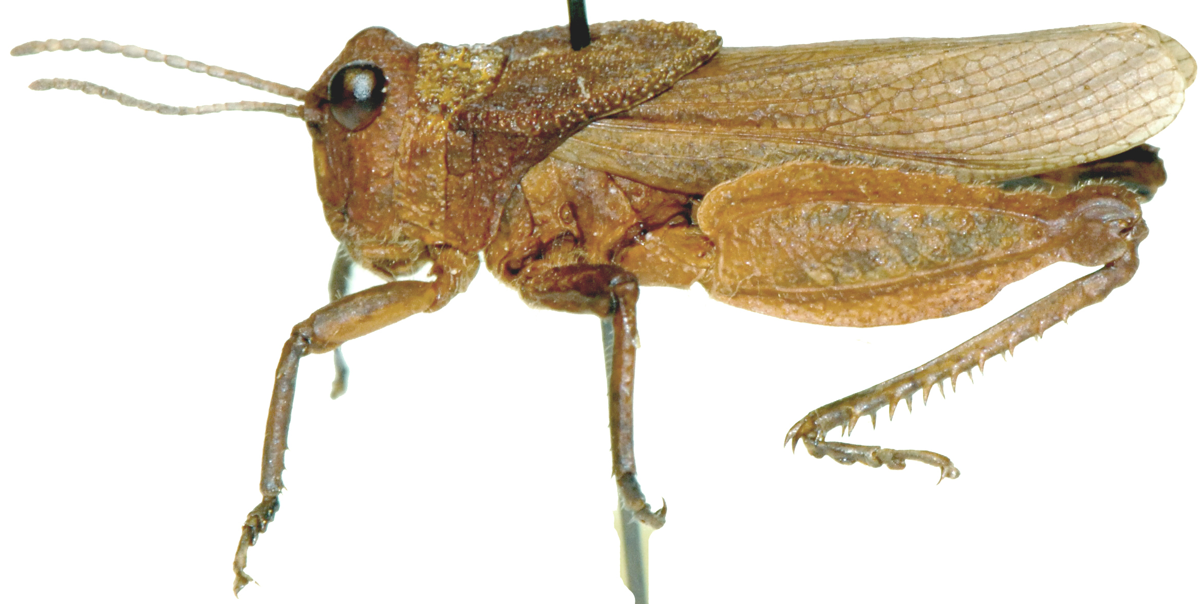 Batrachotetrix hemiptera Uvarov, 1931: lateral view. (Otu).