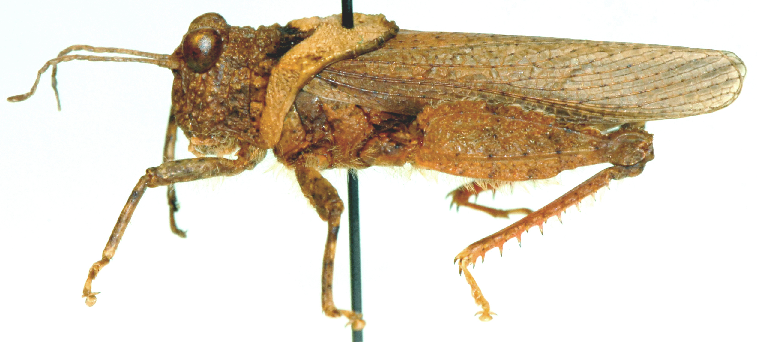 Batrachotetrix loricatus Saussure, 1884: lateral view. (Otu).