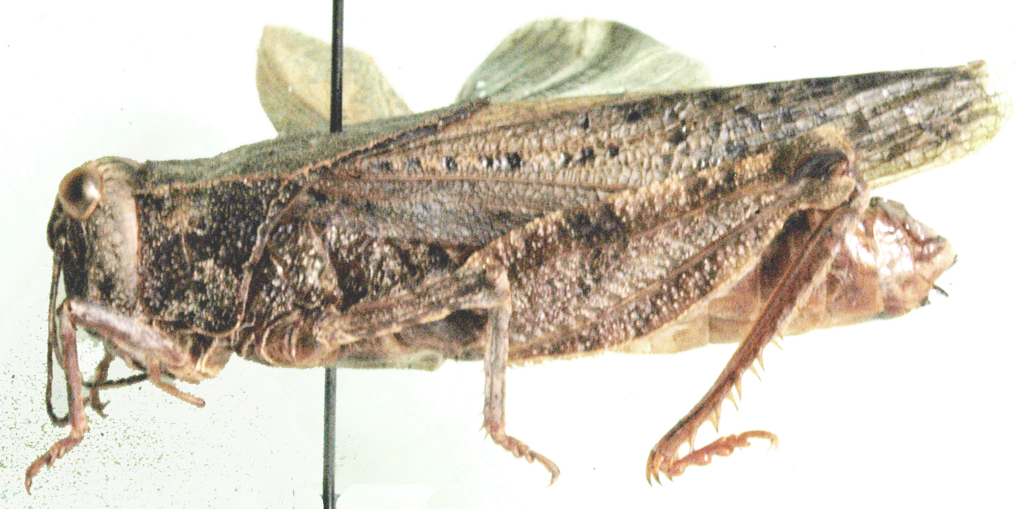 Batrachotetrix peringueyi Saussure, 1888: female, lateral view. (Otu).