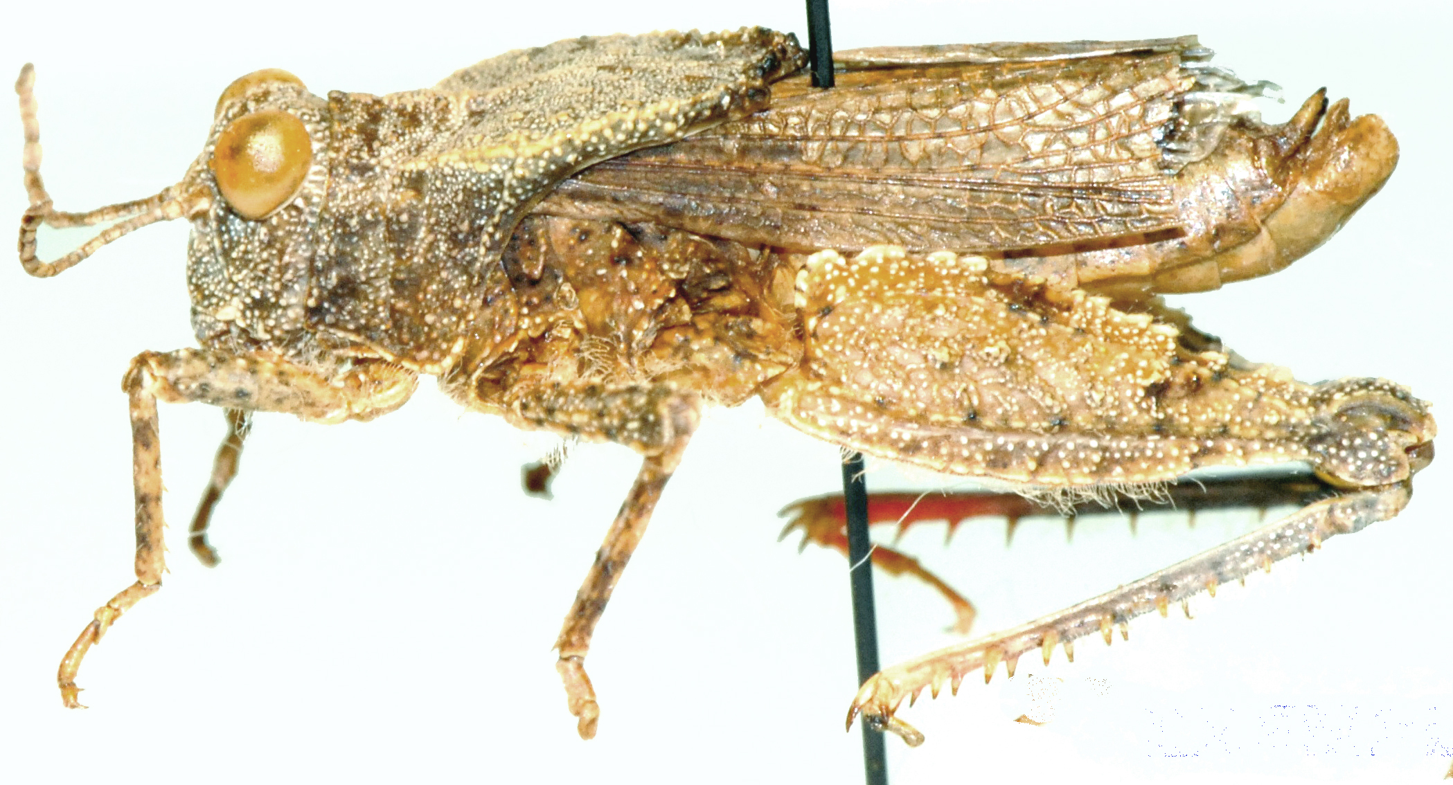 Batrachotetrix turneri Uvarov, 1931: male, lateral view. (Otu).