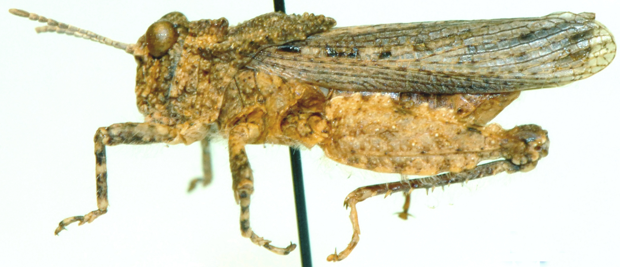 Eremotettix capensis Miller, 1932: lateral view. (Otu).