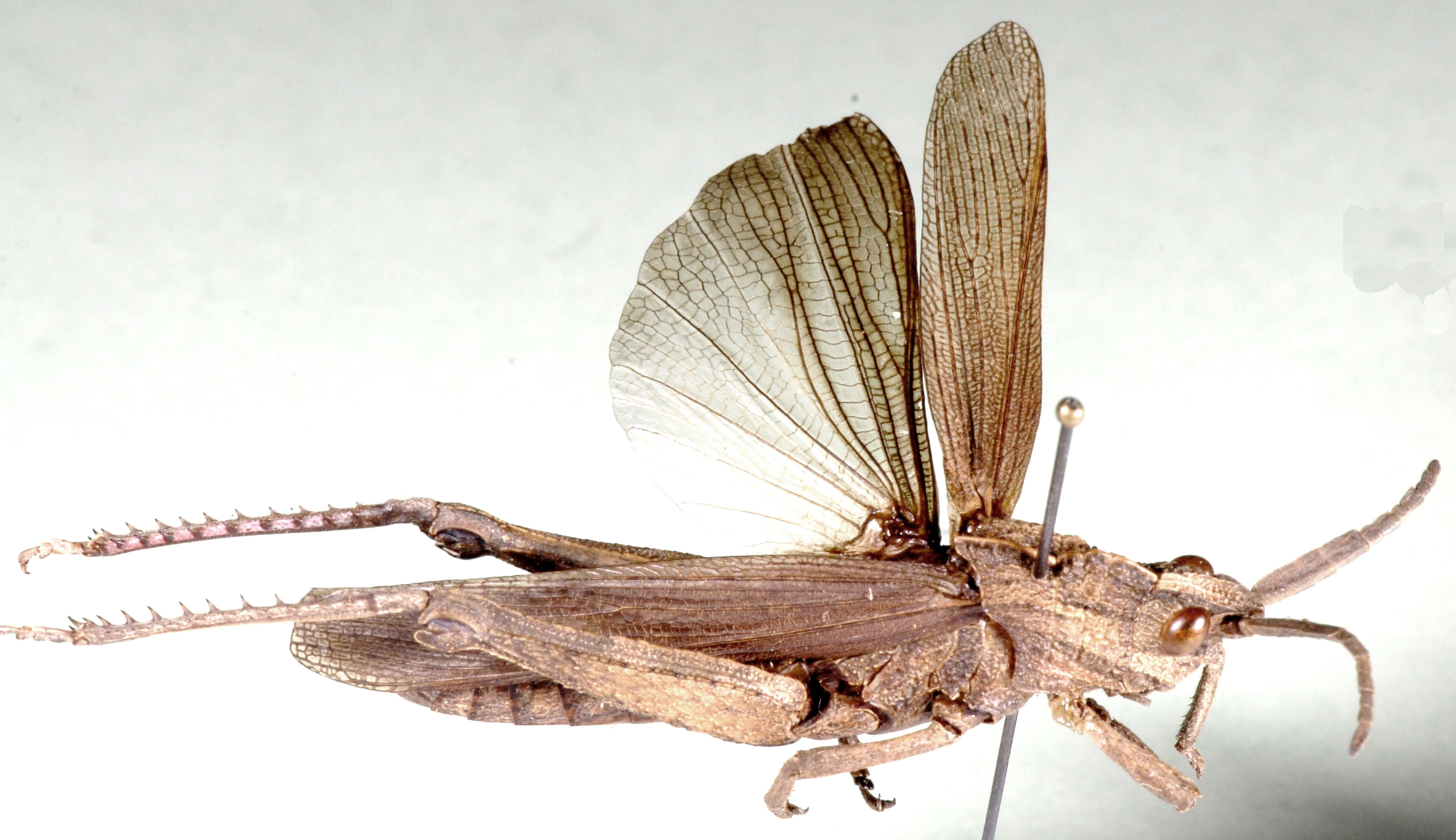 Akicera fusca (Thunberg, 1815): dorsal view. (Otu).