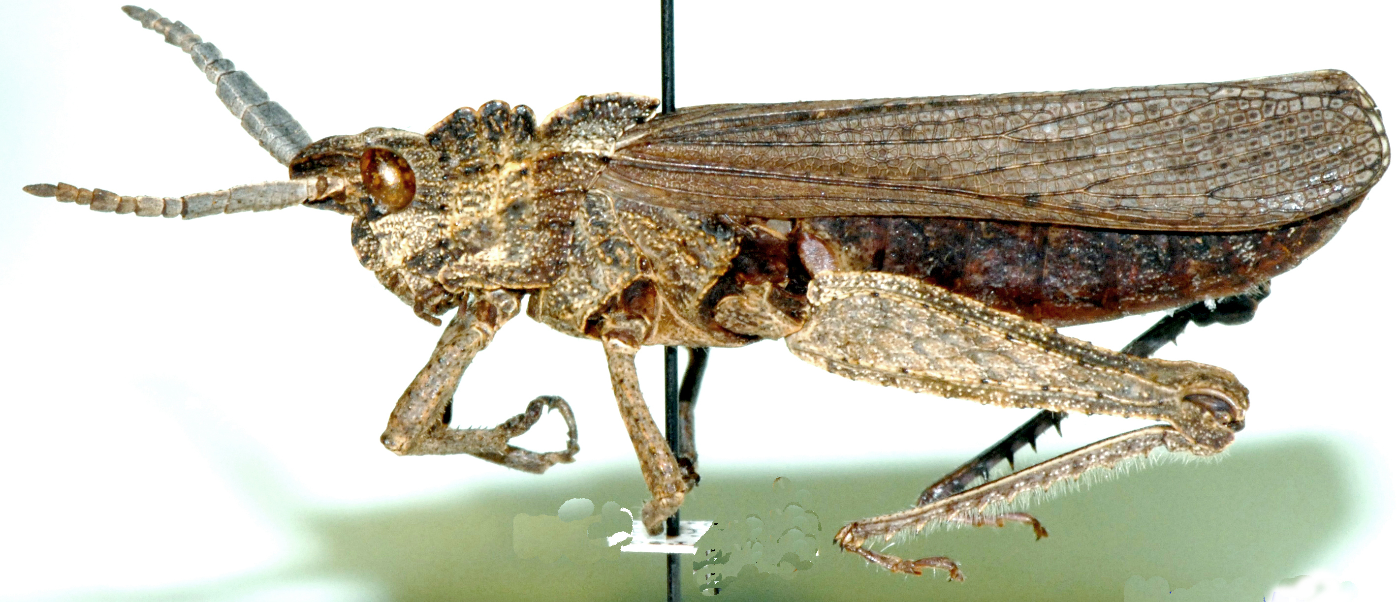 Akicera grisea Serville, 1831: male, lateral view. (Otu).