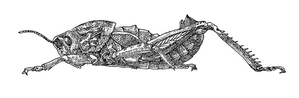 Euryparyphes bolivarii (Stål, 1876): Fig. 564. male habitus (Euryparyphes vaucherianus). (Otu).
