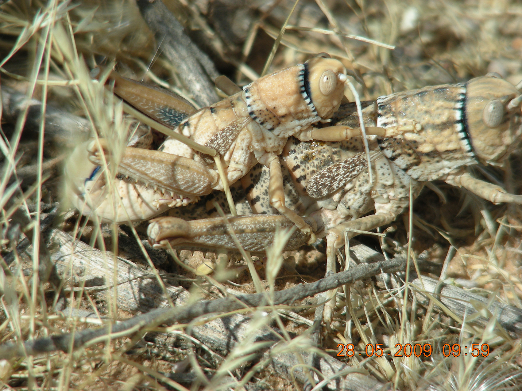 CollectionObject 1587933; 1f2f00e6-89b1-4b37-bb9f-6eee46723860: male and female engaged in mating. (CollectionObject).;CollectionObject 1587934; 7d4a75ae-ac24-466d-be70-c6155900de45: male and female engaged in mating. (CollectionObject).