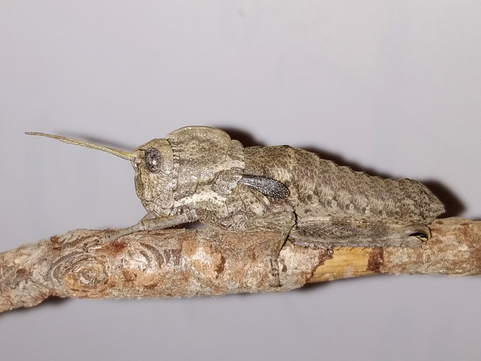 Acinipe deceptoria (Bolívar, 1878): female (Spain: Albacete, Bonete, Pico Mugrón). (Otu).