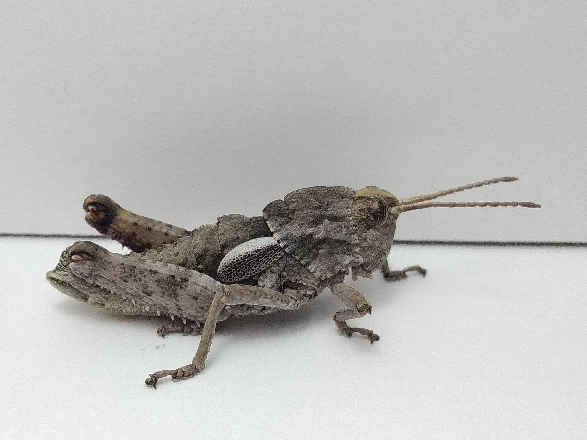 Eumigus punctatus calarensis Presa, Llorente del Moral & García, 2000: male (Spain: Albacete, Cotillas, Rincón del Judío). (Otu).