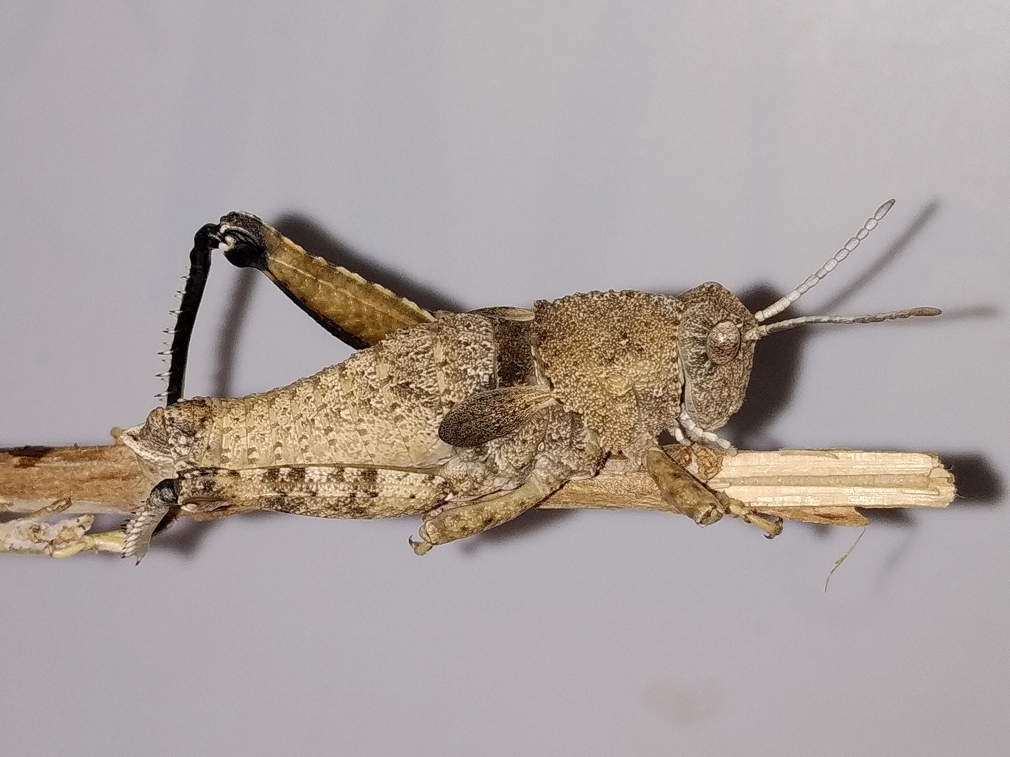 Ocnerodes brunnerii brunnerii (Bolívar, 1876): male (Spain: Albacete, Bonete, Pico Mugrón). (Otu).