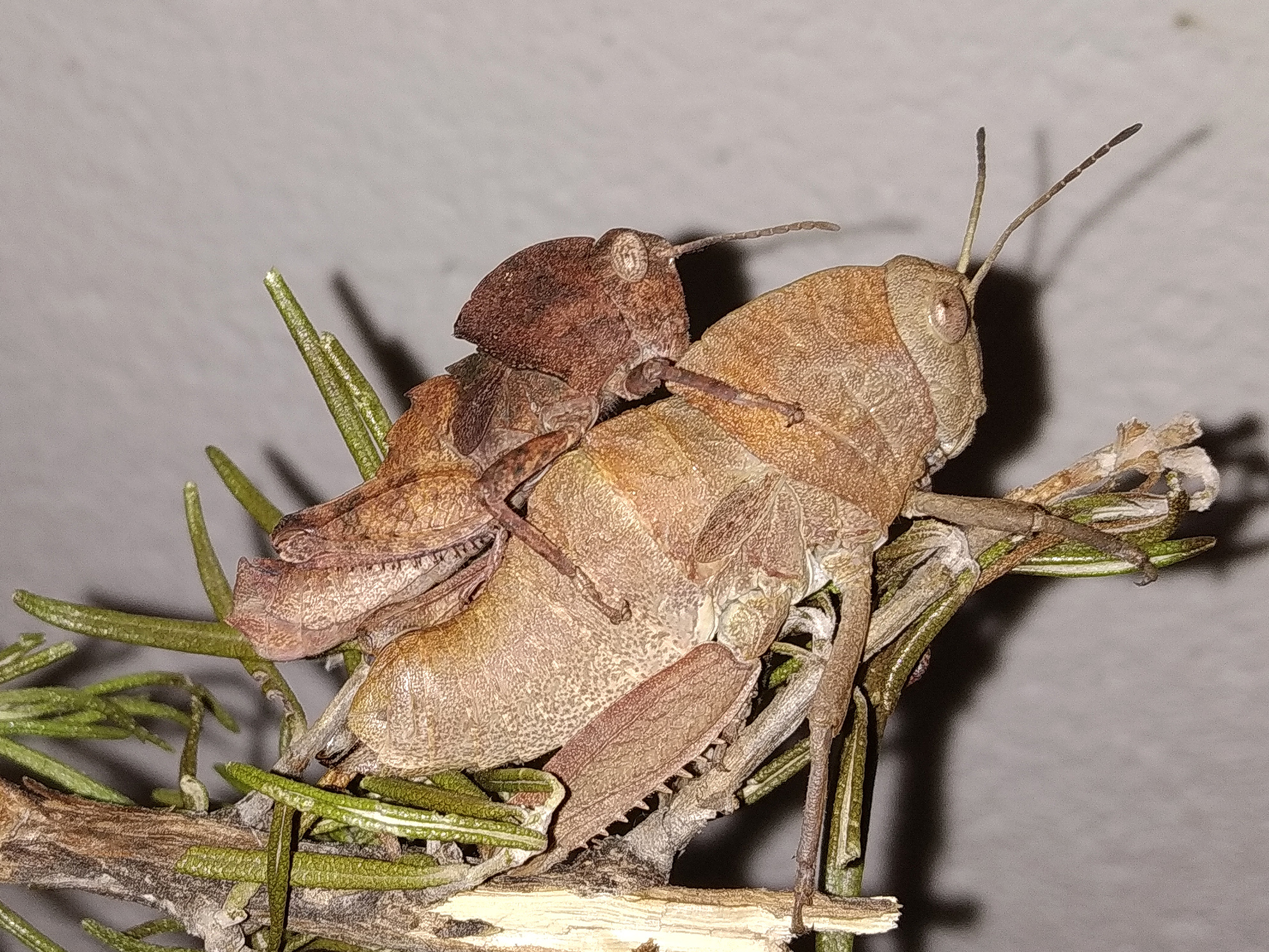 Ocnerodes prosternalis Bolívar, 1912: male and female (Spain: Ciudad Real, Puertollano, Dehesa Boyal). (Otu).