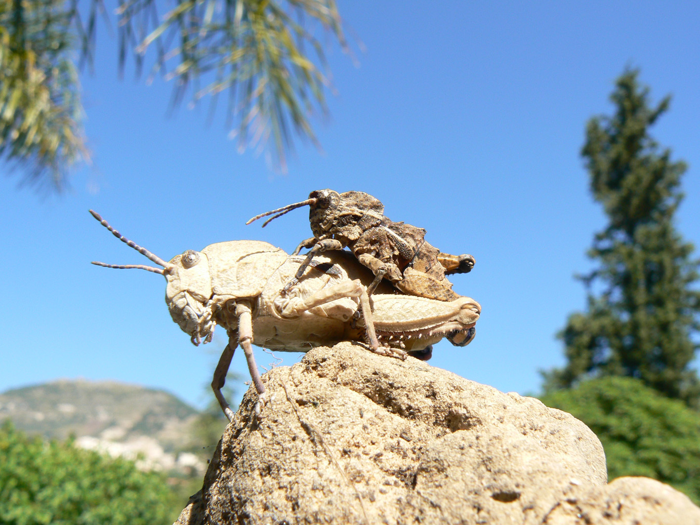 Ocnerosthenus poggii Massa, 2012: pair from Nabaa Ras en Nahr. (Otu).