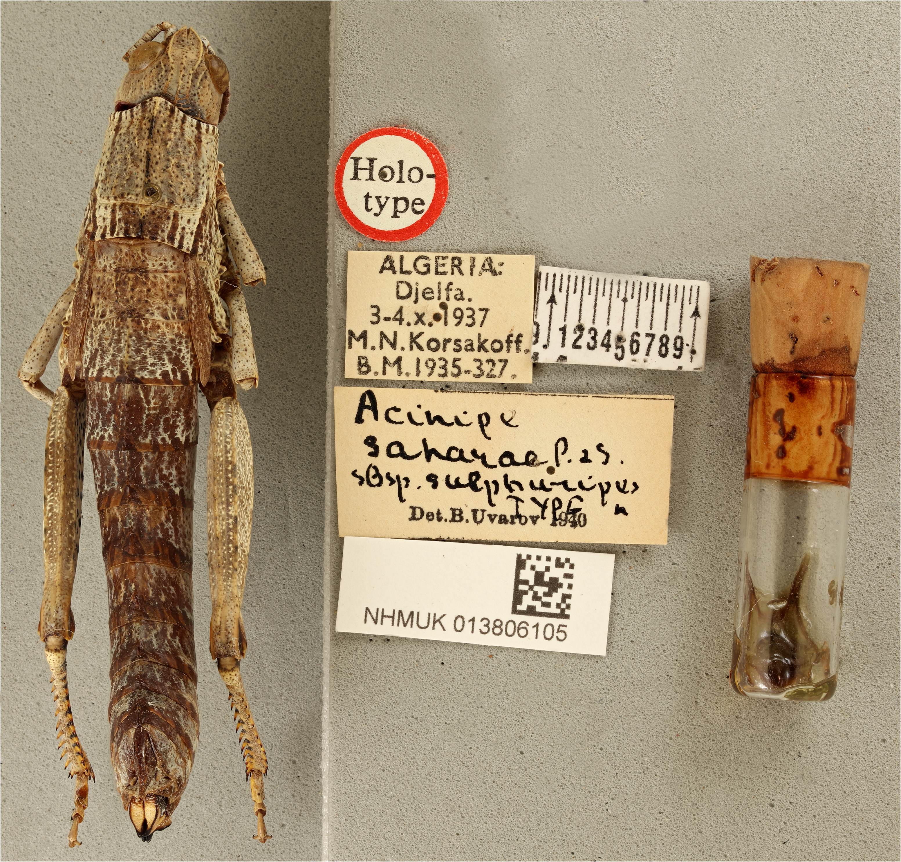 CollectionObject 1518746; 37b74600-c671-4fb1-a9be-a80ff13ed95f: female, dorsal view, labels (holotype). (CollectionObject).