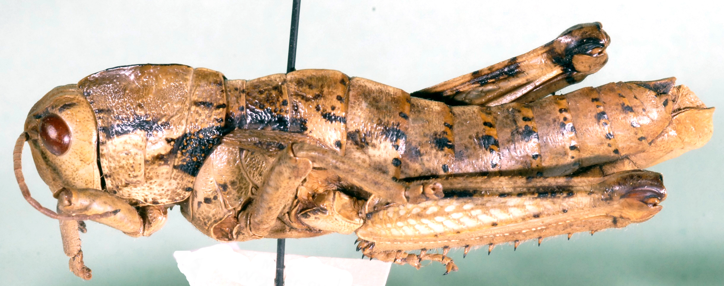 Paracinipe dolichocera (Bolívar, 1907): Acinipe inflata, lateral view. (Otu).