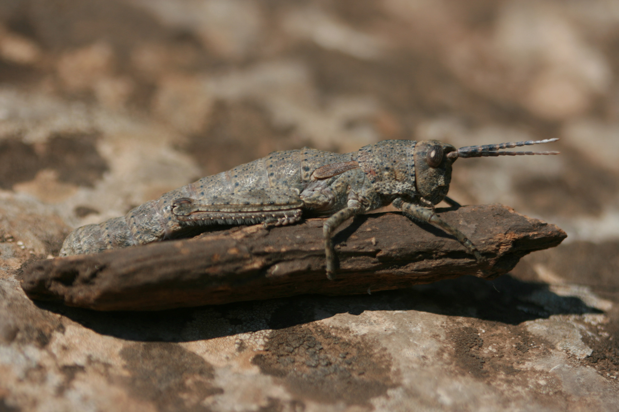 Orchamus yersini davisi Uvarov, 1949: female (Turkey, Termessos). (Otu).